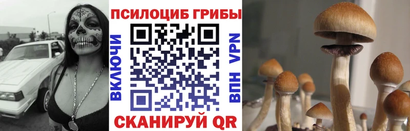 кракен   продажа наркотиков  Камбарка  Псилоцибиновые грибы ЛСД 